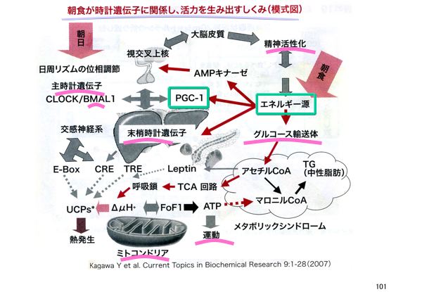 資料：朝食が時計遺伝子に関係し、活力を生み出すしくみ（模式図）