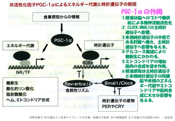 資料：PGC-1αの作用