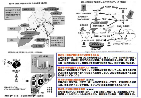 時計遺伝子と食事リズム